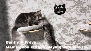 Bently amp Freya Maine coon kittens playing with bird toy [upl. by Decato56]