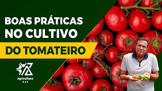 Métodos a serem Adotados na Produção de Tomates  com Derly Silva [upl. by Jobyna]