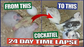 COCKATIEL GROWTH STAGES  1st to 24th Day of Babies Timelapse [upl. by Lika]