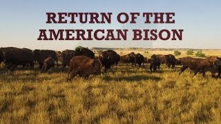 Return of the American Bison [upl. by Yregram28]