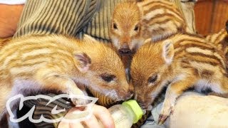 Cute Baby Boar Piglets  The Cute Show [upl. by Nesrac]