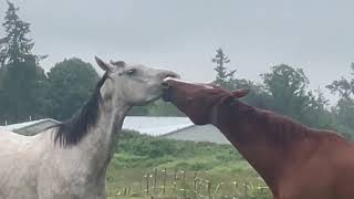 Horse Fails amp Best Moments 2023 Compilation [upl. by Adella]