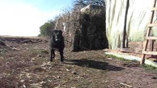 Romanian Raven Shepherd Dog  Ciobanesc Corb  Ursu [upl. by Lunneta]