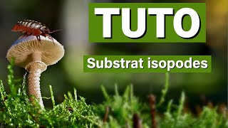 Tuto substrat isopodes [upl. by Sundin]