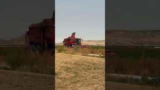 Harvesting Sugar Beets in Worland WY 🚜 [upl. by Anallij158]