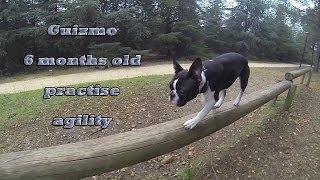 Boston Terrier practise Agility [upl. by Llahsram89]