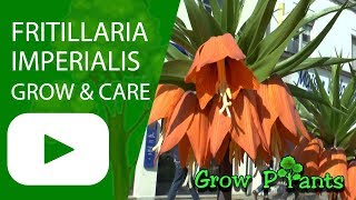 Fritillaria imperialis  grow and care [upl. by Klotz]