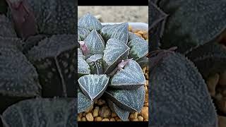 Haworthia Pygmaea Celadon suculentas [upl. by Ybocaj]