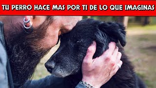 ¡9 COSAS que tu PERRO hace por ti sin que lo sepas Esto cambiará la forma en que ves a tu mascota [upl. by Afrikah]