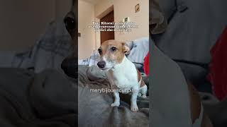 Ora taci io non ho sbagliato nulla 🤫 merybijouesciarpina jackrussell anime comedy [upl. by George753]