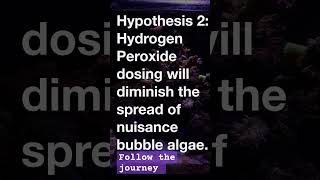 Follow the hydrogen peroxide study aquarium saltwateraquarium fishtank reeftank coralreef [upl. by Uon]