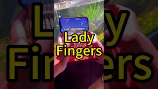 Lady Fingers kalimba Jooleerkalimba thumbpiano Jooleermusic kalimbacover [upl. by Theola759]