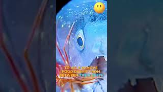 THE CLEANER SHRIMP CLEANING THE DIVERS TEETH shrimp marine shorts subscribe [upl. by Llirret]