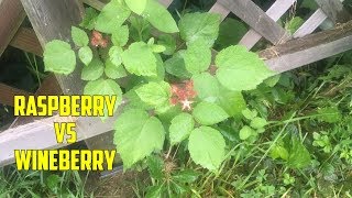 How to Decide Between Planting Raspberries or Wineberries [upl. by Margetts]