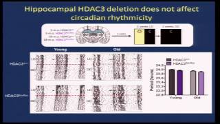 Cognitive Aging Summit III  Dr Marcelo Wood  Circadian Gene Regulation by Histone Deacetylation [upl. by Tedie535]