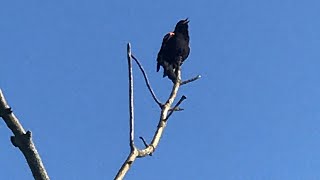 Red Winged Blackbird Singing [upl. by Valdas]