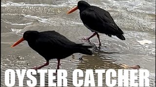 What are OysterCatchers 🦪🐦‍⬛ NewZealand Native birds newzealand birds animals [upl. by Ihsoyim949]