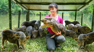 Building Pig Farm with Iron Fence Go To Countryside Market Buy Piglets to Raise  Free Bushcraft [upl. by Chris]