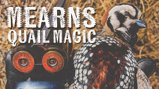 The Magic of MEARNS QUAIL Hunting Intoxicating Covey Rises [upl. by Eetnom536]