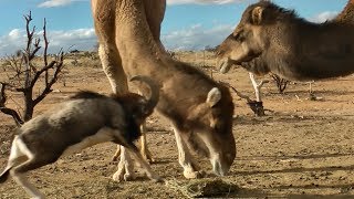 Fearless Ram vs Big Camels [upl. by Aney]