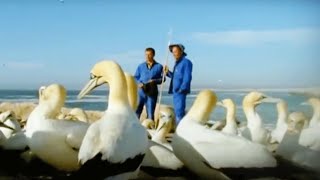 Epic Gannet Journeys  Animal Camera  BBC Studios [upl. by Nnalatsyrc]