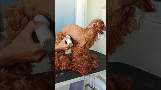 Toy poodle puppy grooming [upl. by Herwin]