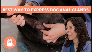 When to EMPTY Your DOGS ANAL GLANDS 🐶😅 How to EXPRESS Anal Glands in Dogs [upl. by Ecirtap59]