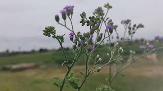 ఈ మొక్క ఇంట్లో ఉంటే సిరులపంటే  Sahadevi Mokka For Free  Free Plants  Devathavrukshaalu [upl. by Nasho271]