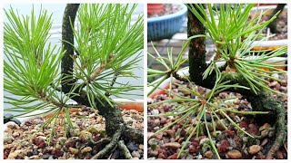 Growing Japanese Black Pine From Seed for Bonsai decandling summer 2024 [upl. by Ancelin429]