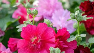 GrowALong Hollyhocks Alcea rosea annua [upl. by Seaton70]