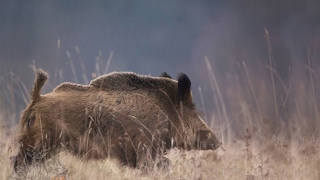 Chasse aux sangliers en battue  Triple caméras embarquées  Chasse HD [upl. by Nahpets809]