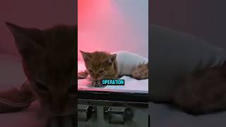 This Broken Legs Cat was Crying for Help💔 [upl. by Akemot]