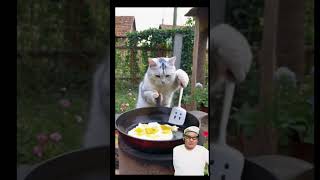 El gato chef prepara huevos al arroz gatos arroz chef cocina [upl. by Mahgirb]