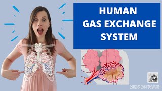 Human GAS EXCHANGE SYSTEM  A level Biology Learn the structures ventilation and gas exchange [upl. by Ahsinotna]