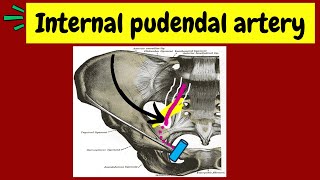 Internal pudendal artery  Anatomy course and branches of the internal pudendal artery [upl. by Monika]