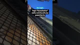 Marsiglia topo banchetta nella vetrina di una panetteria [upl. by Fonzie772]