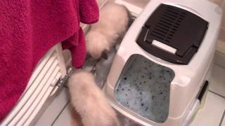 Birman kittens first day home  part 2  unedited [upl. by Nomled]