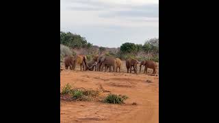 Annual meeting of Tsavo Tuskers [upl. by Culosio]