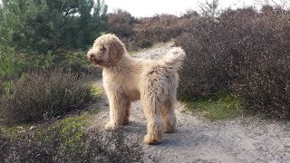 Boef our Australian Labradoodle 17 months [upl. by Aldarcy]