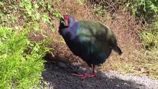 Takahē Endangered New Zealand Bird [upl. by Lalage]