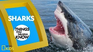 Cool Facts About Sharks  Things You Wanna Know [upl. by Koser]