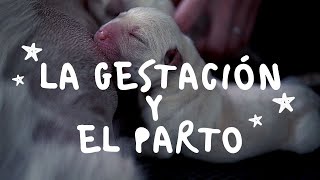 ¿Qué debes saber sobre la GESTACIÓN Y EL PARTO 🐶  VETERINARIO [upl. by Kerry]