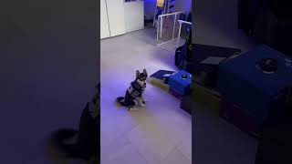 Theo Pomsky staying at an open door calmly like a perfect PTSD service ￼dog should dog shorts [upl. by Berwick601]