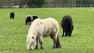 Versailles 🇫🇷 versailles france farm marieantoinette animals Hameau de la Reine hameaureine [upl. by Maisie556]