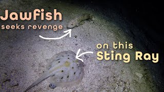 Jawfish seeks revenge on a Sting ray [upl. by Reina]