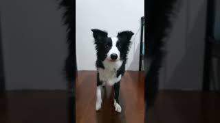 6 months border collie puppy [upl. by Leirda]