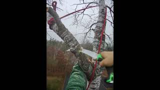 Tree removal over home  rigging big peel [upl. by Yecac]