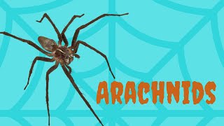 What is an Arachnid  Hint Think Spider [upl. by Ruperto]