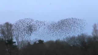 Starlings at Chew Valley Lake [upl. by Asyar]