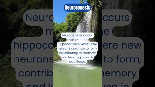 Unlocking Neurogenesis The Brains Amazing Ability to Heal [upl. by Ataynik]